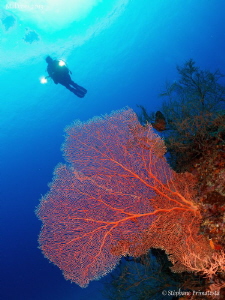 Gorgonian by Stéphane Primatesta 